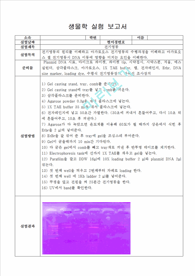 [의학,약학]생물학 실험 보고서 - 전기영동 보고서.hwp